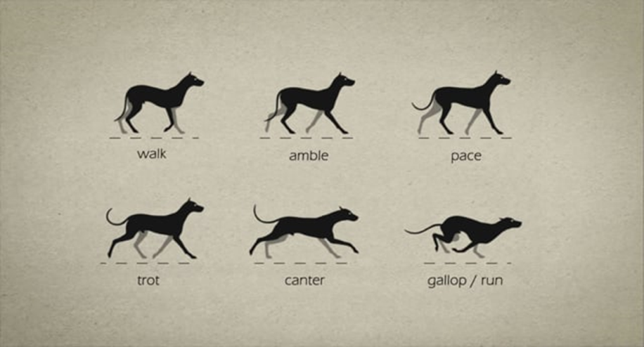 Top 109 + Gait of animals meaning - Inoticia.net